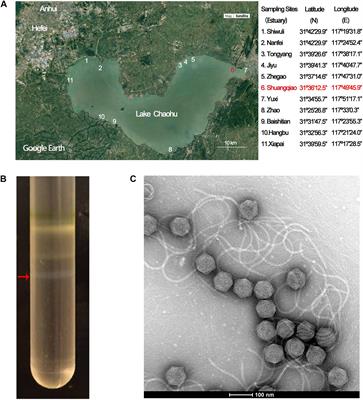 Genomic Analysis of Mic1 Reveals a Novel Freshwater Long-Tailed Cyanophage